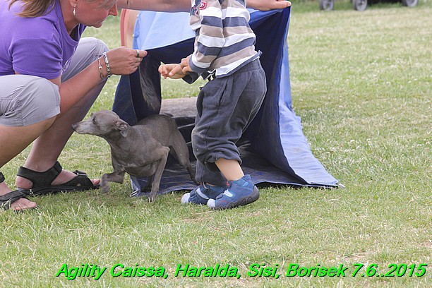 Agility 7.6.2015 Sisi, Caissa, Haralda, Borisek (48)