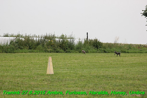 Trenink 27.6.2015 Honey, Umbra, Ambra, Furiosso, Haralda  27.6.2015 (2)