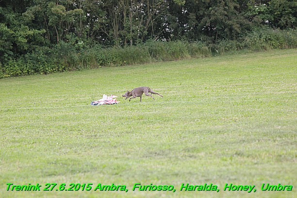 Trenink 27.6.2015 Honey, Umbra, Ambra, Furiosso, Haralda 27.6.2015 (4)