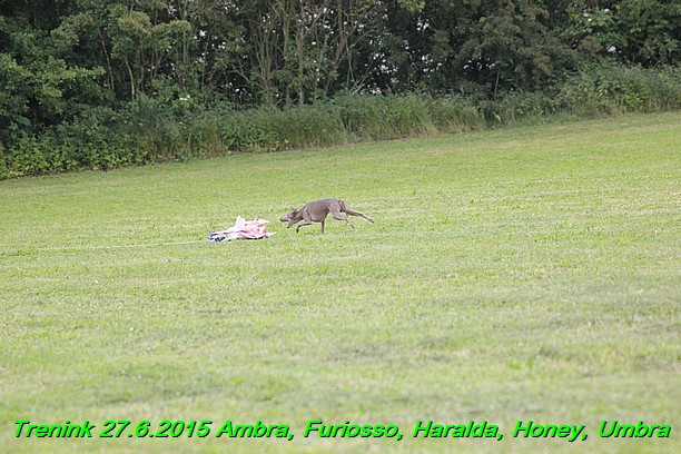 Trenink 27.6.2015 Honey, Umbra, Ambra, Furiosso, Haralda  27.6.2015 (4)