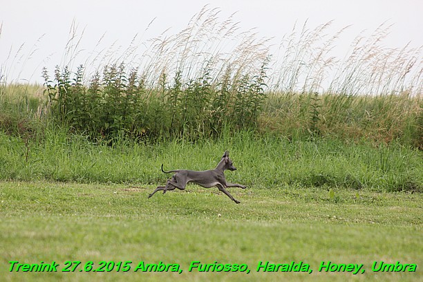 Trenink 27.6.2015 Honey, Umbra, Ambra, Furiosso, Haralda  27.6.2015 (5)