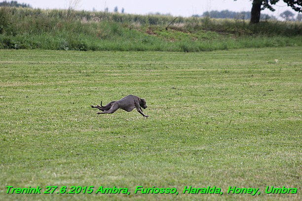 Trenink 27.6.2015 Honey, Umbra, Ambra, Furiosso, Haralda  27.6.2015 (14)