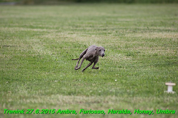Trenink 27.6.2015 Honey, Umbra, Ambra, Furiosso, Haralda 27.6.2015 (20)