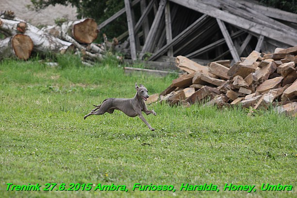 Trenink 27.6.2015 Honey, Umbra, Ambra, Furiosso, Haralda  27.6.2015 (21)