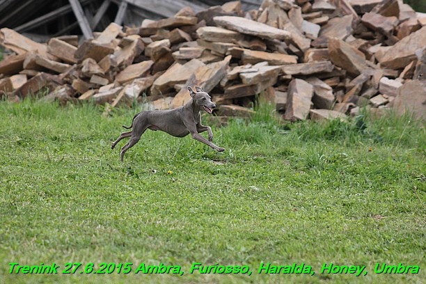 Trenink 27.6.2015 Honey, Umbra, Ambra, Furiosso, Haralda  27.6.2015 (22)