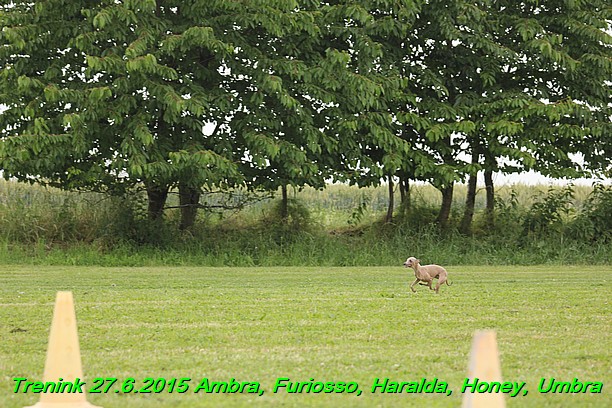 Trenink 27.6.2015 Honey, Umbra, Ambra, Furiosso, Haralda 27.6.2015 (30)