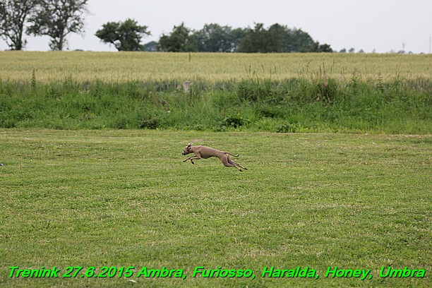 Trenink 27.6.2015 Honey, Umbra, Ambra, Furiosso, Haralda  27.6.2015 (33)