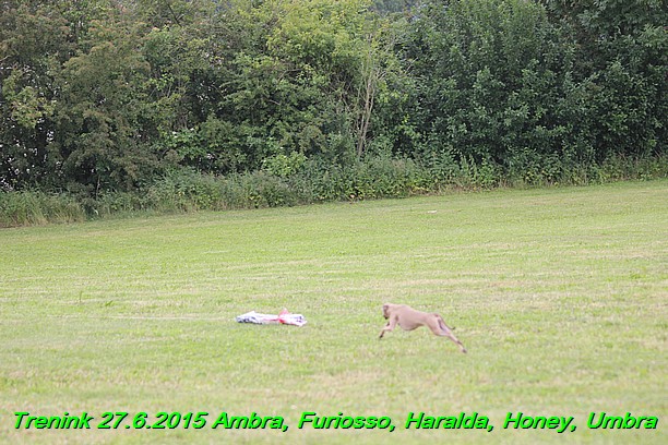 Trenink 27.6.2015 Honey, Umbra, Ambra, Furiosso, Haralda  27.6.2015 (35)