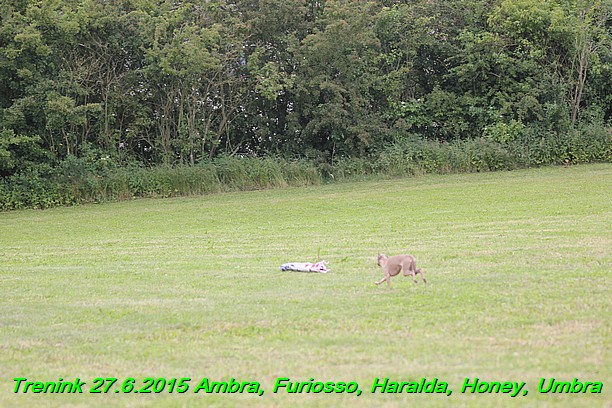 Trenink 27.6.2015 Honey, Umbra, Ambra, Furiosso, Haralda  27.6.2015 (36)