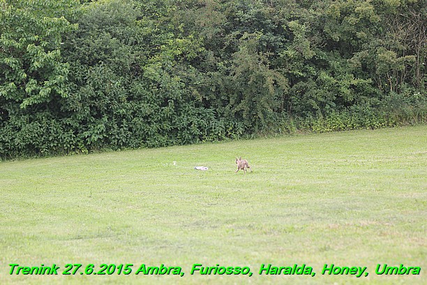 Trenink 27.6.2015 Honey, Umbra, Ambra, Furiosso, Haralda  27.6.2015 (41)