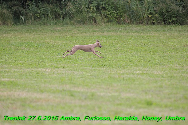 Trenink 27.6.2015 Honey, Umbra, Ambra, Furiosso, Haralda  27.6.2015 (42)