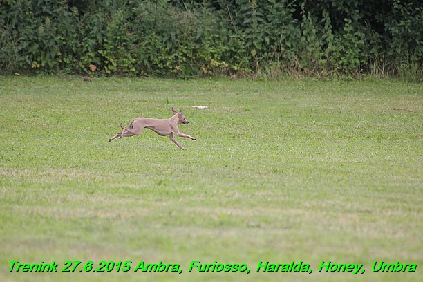 Trenink 27.6.2015 Honey, Umbra, Ambra, Furiosso, Haralda  27.6.2015 (43)