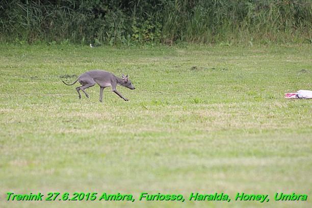 Trenink 27.6.2015 Honey, Umbra, Ambra, Furiosso, Haralda  27.6.2015 (44)