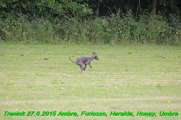 Trenink 27.6.2015 Honey, Umbra, Ambra, Furiosso, Haralda  27.6.2015 (45)