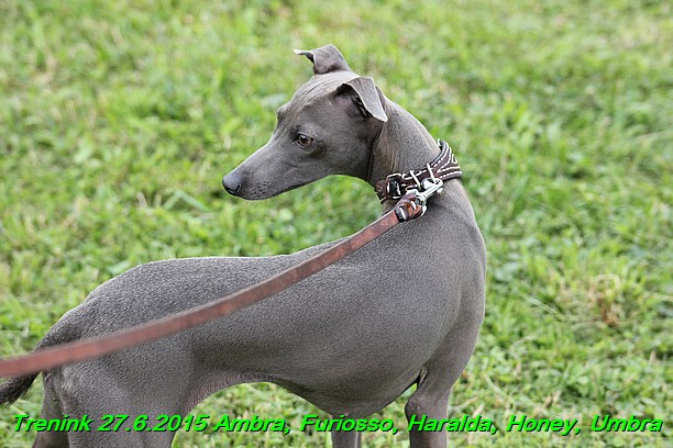 Trenink 27.6.2015 Honey, Umbra, Ambra, Furiosso, Haralda 27.6.2015 (46)