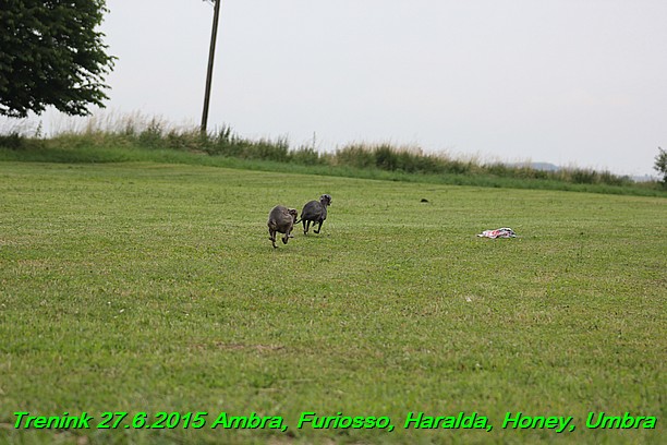 Trenink 27.6.2015 Honey, Umbra, Ambra, Furiosso, Haralda 27.6.2015 (61)