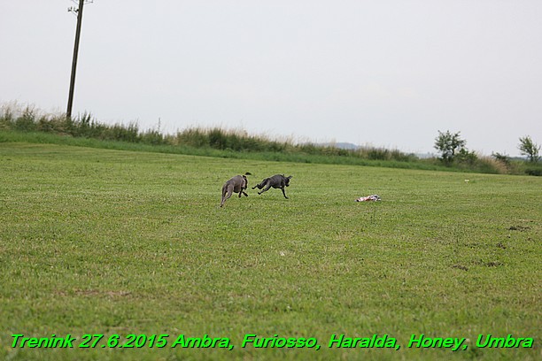 Trenink 27.6.2015 Honey, Umbra, Ambra, Furiosso, Haralda 27.6.2015 (62)