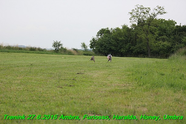 Trenink 27.6.2015 Honey, Umbra, Ambra, Furiosso, Haralda 27.6.2015 (67)
