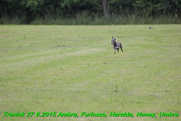 Trenink 27.6.2015 Honey, Umbra, Ambra, Furiosso, Haralda  27.6.2015 (70)