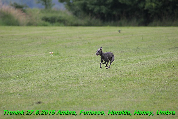 Trenink 27.6.2015 Honey, Umbra, Ambra, Furiosso, Haralda  27.6.2015 (71)