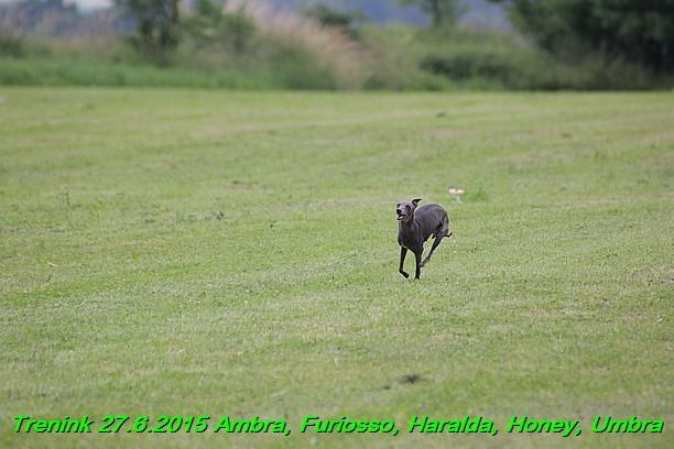 Trenink 27.6.2015 Honey, Umbra, Ambra, Furiosso, Haralda  27.6.2015 (72)