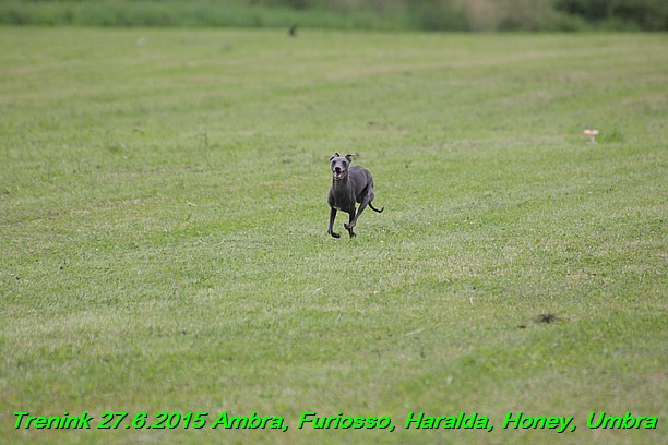 Trenink 27.6.2015 Honey, Umbra, Ambra, Furiosso, Haralda  27.6.2015 (73)