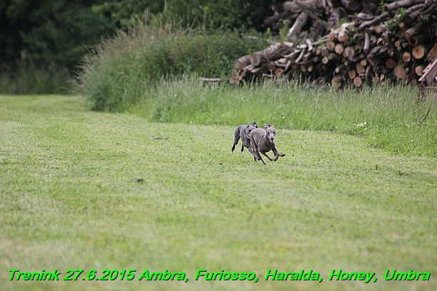 Trenink 27.6.2015 Honey, Umbra, Ambra, Furiosso, Haralda  27.6.2015 (74)