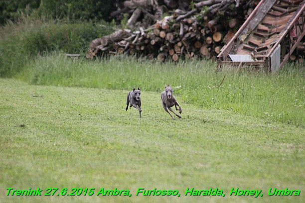 Trenink 27.6.2015 Honey, Umbra, Ambra, Furiosso, Haralda  27.6.2015 (75)