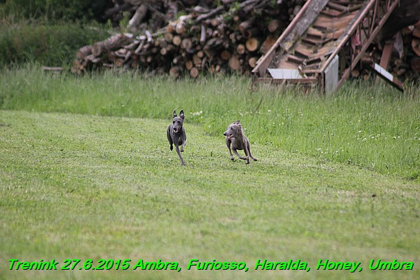 Trenink 27.6.2015 Honey, Umbra, Ambra, Furiosso, Haralda  27.6.2015 (76)