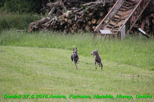 Trenink 27.6.2015 Honey, Umbra, Ambra, Furiosso, Haralda  27.6.2015 (77)