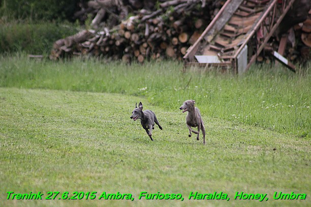 Trenink 27.6.2015 Honey, Umbra, Ambra, Furiosso, Haralda  27.6.2015 (78)