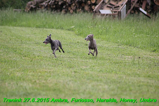 Trenink 27.6.2015 Honey, Umbra, Ambra, Furiosso, Haralda  27.6.2015 (79)