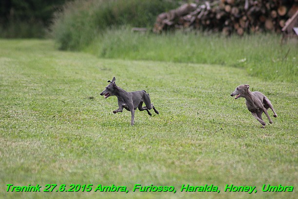 Trenink 27.6.2015 Honey, Umbra, Ambra, Furiosso, Haralda  27.6.2015 (80)