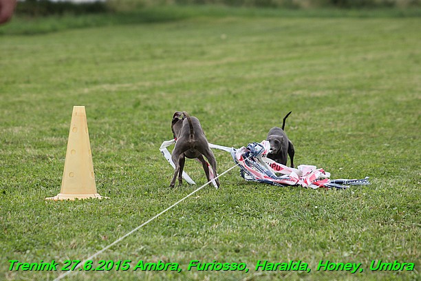 Trenink 27.6.2015 Honey, Umbra, Ambra, Furiosso, Haralda 27.6.2015 (97)
