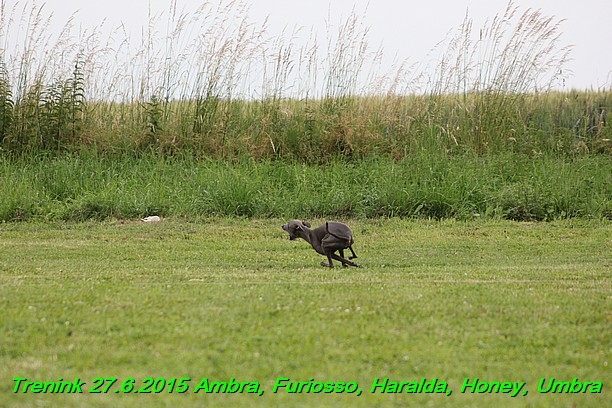 Trenink 27.6.2015 Honey, Umbra, Ambra, Furiosso, Haralda  27.6.2015 (101)