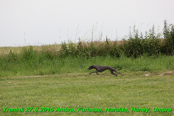 Trenink 27.6.2015 Honey, Umbra, Ambra, Furiosso, Haralda  27.6.2015 (104)