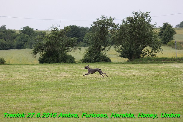 Trenink 27.6.2015 Honey, Umbra, Ambra, Furiosso, Haralda  27.6.2015 (107)