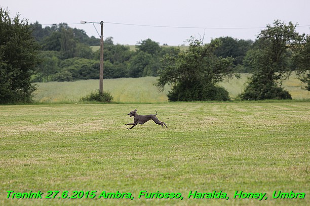 Trenink 27.6.2015 Honey, Umbra, Ambra, Furiosso, Haralda  27.6.2015 (108)