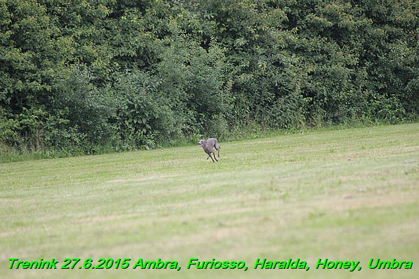 Trenink 27.6.2015 Honey, Umbra, Ambra, Furiosso, Haralda  27.6.2015 (111)