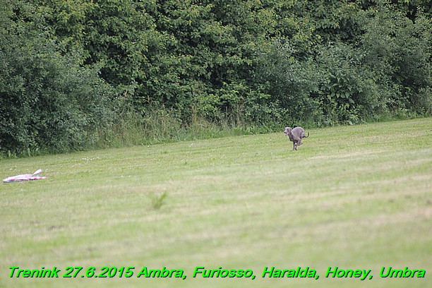 Trenink 27.6.2015 Honey, Umbra, Ambra, Furiosso, Haralda  27.6.2015 (112)