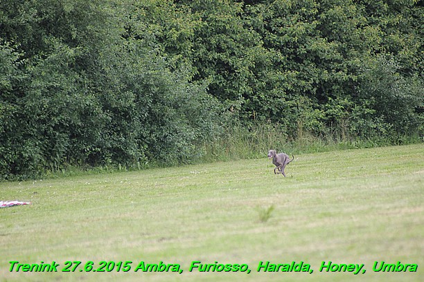 Trenink 27.6.2015 Honey, Umbra, Ambra, Furiosso, Haralda  27.6.2015 (113)