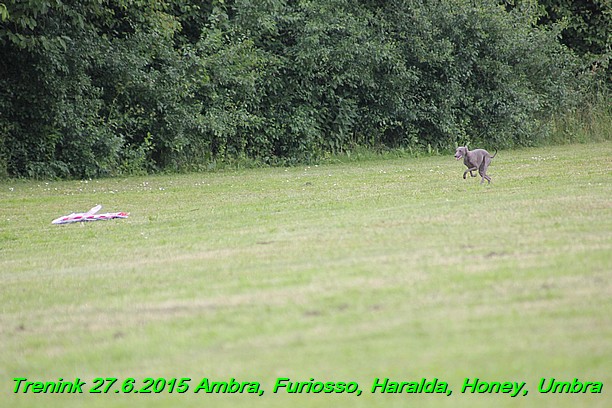 Trenink 27.6.2015 Honey, Umbra, Ambra, Furiosso, Haralda  27.6.2015 (114)