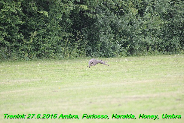 Trenink 27.6.2015 Honey, Umbra, Ambra, Furiosso, Haralda  27.6.2015 (115)