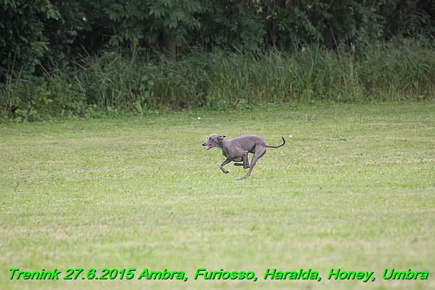 Trenink 27.6.2015 Honey, Umbra, Ambra, Furiosso, Haralda  27.6.2015 (116)