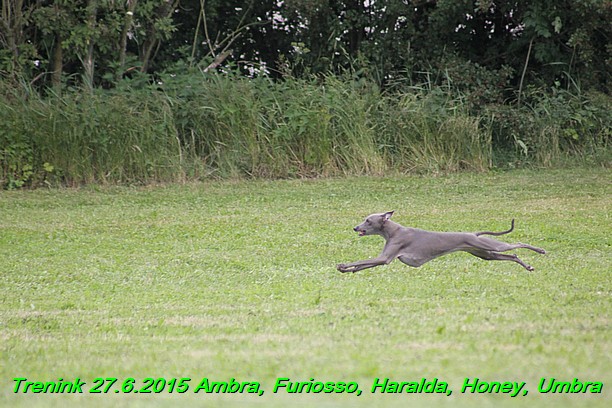 Trenink 27.6.2015 Honey, Umbra, Ambra, Furiosso, Haralda 27.6.2015 (117)