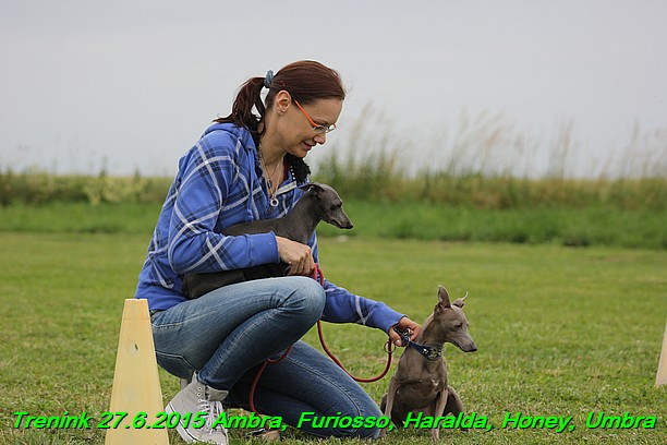 Trenink 27.6.2015 Honey, Umbra, Ambra, Furiosso, Haralda 27.6.2015 (124)
