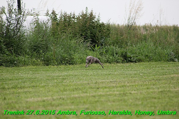 Trenink 27.6.2015 Honey, Umbra, Ambra, Furiosso, Haralda  27.6.2015 (140)