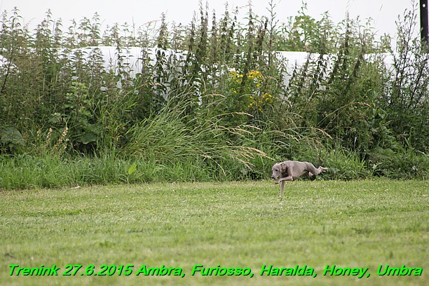 Trenink 27.6.2015 Honey, Umbra, Ambra, Furiosso, Haralda 27.6.2015 (141)