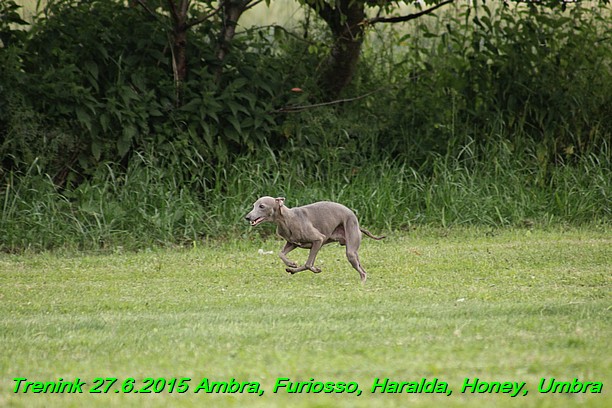 Trenink 27.6.2015 Honey, Umbra, Ambra, Furiosso, Haralda  27.6.2015 (142)