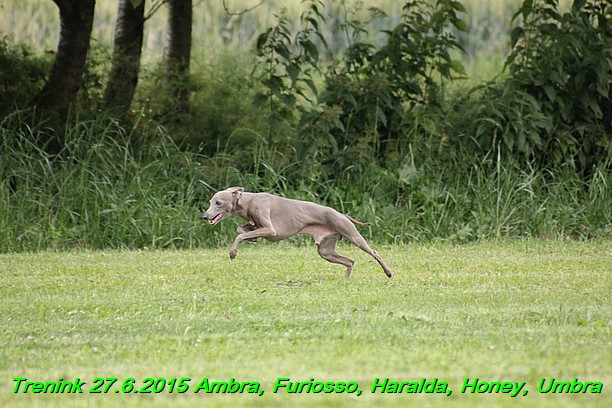 Trenink 27.6.2015 Honey, Umbra, Ambra, Furiosso, Haralda  27.6.2015 (143)